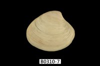 藏品(褐邊黃文蛤)的圖片